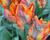 Tulipán papouškovitý 'Rasta Parrot'