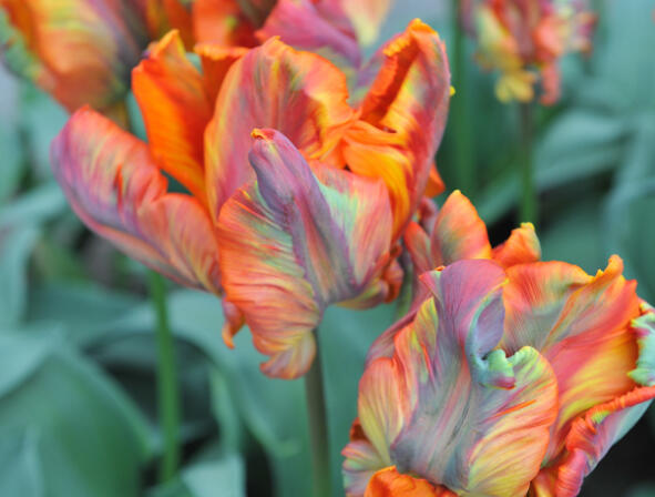 Tulipán papouškovitý 'Rasta Parrot' - Tulipa Parrot 'Rasta Parrot'