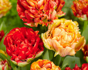 Tulipán plnokvětý pozdní 'Gudoshnik Double'