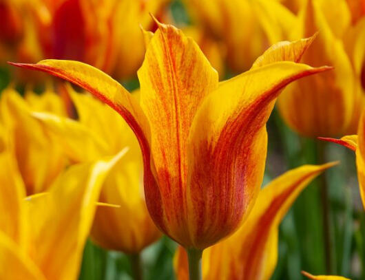 Tulipán liliokvětý 'Vendeeglobe' - Tulipa Lily Flowering 'Vendeeglobe'