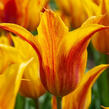 Tulipán liliokvětý 'Vendeeglobe' - Tulipa Lily Flowering 'Vendeeglobe'