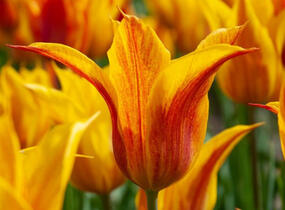 Tulipán liliovitý 'Vendeeglobe' - Tulipa Lily Flowering 'Vendeeglobe'