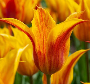 Tulipán liliokvětý 'Vendeeglobe' - Tulipa Lily Flowering 'Vendeeglobe'