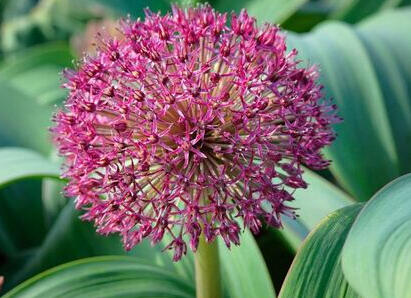 Česnek 'Red Giant' - Allium karataviense 'Red Giant'