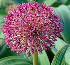 Česnek 'Red Giant' - Allium karataviense 'Red Giant'