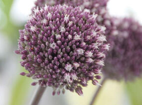 Česnek 'Summer Drummer' - Allium 'Summer Drummer'