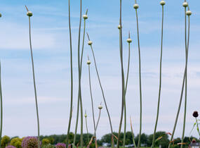 Česnek 'Summer Drummer' - Allium 'Summer Drummer'
