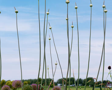Česnek 'Summer Drummer'