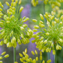 Česnek 'Yellow Fantasy' - Allium 'Yellow Fantasy'