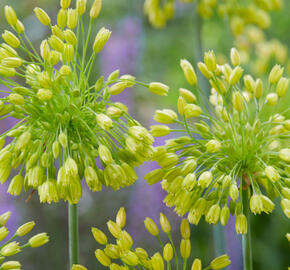 Česnek 'Yellow Fantasy' - Allium 'Yellow Fantasy'
