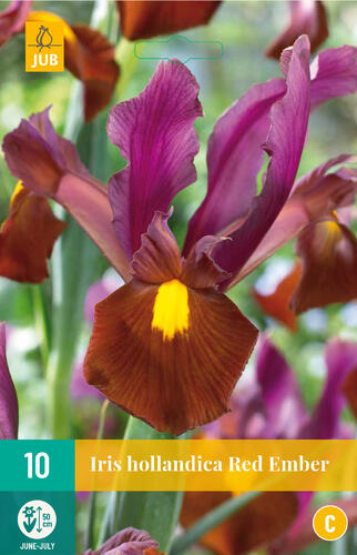 Kosatec 'Red Ember' - Iris hollandica 'Red Ember'