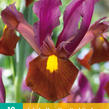 Kosatec 'Red Ember' - Iris hollandica 'Red Ember'