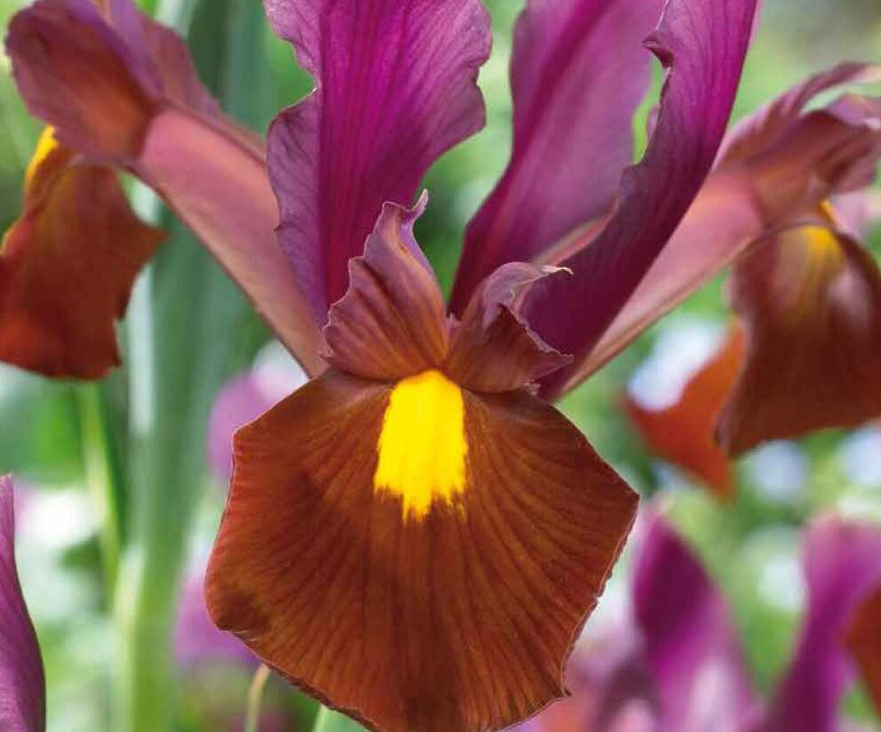 Kosatec 'Red Ember' - Iris hollandica 'Red Ember'