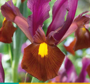 Kosatec 'Red Ember' - Iris hollandica 'Red Ember'