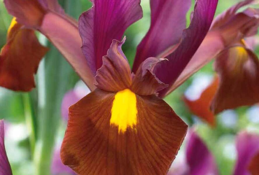 Kosatec 'Red Ember' - Iris hollandica 'Red Ember'