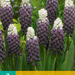 Modřenec 'Grape Ice' - Muscari latifolium 'Grape Ice'