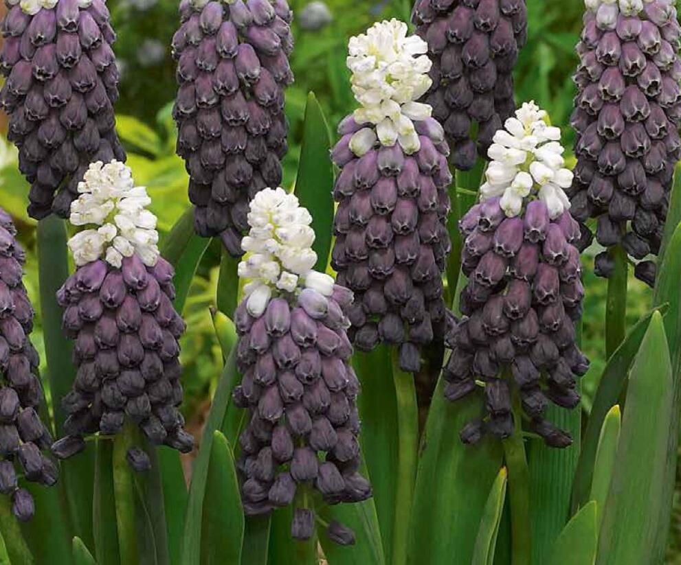 Modřenec 'Grape Ice' - Muscari latifolium 'Grape Ice'