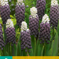 Modřenec 'Grape Ice' - Muscari latifolium 'Grape Ice'