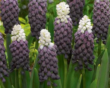 Modřenec 'Grape Ice'