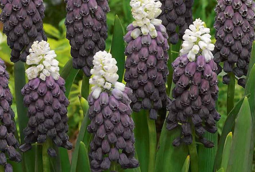 Modřenec 'Grape Ice' - Muscari latifolium 'Grape Ice'