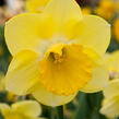 Narcis velkokorunný 'Cairngorm' - Narcissus Large Cupped 'Cairngorm'