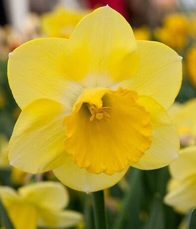 Narcis velkokorunný 'Cairngorm' - Narcissus Large Cupped 'Cairngorm'