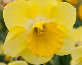 Narcis velkokorunný 'Cairngorm'