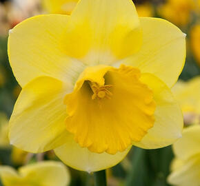 Narcis velkokorunný 'Cairngorm' - Narcissus Large Cupped 'Cairngorm'