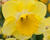 Narcis velkokorunný 'Cairngorm'