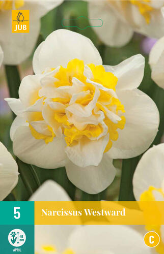 Narcis plnokvětý 'Westward' - Narcissus Double 'Westward'
