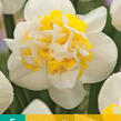 Narcis plnokvětý 'Westward' - Narcissus Double 'Westward'
