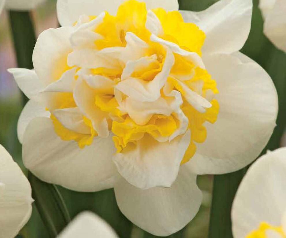 Narcis plnokvětý 'Westward' - Narcissus double 'Westward'