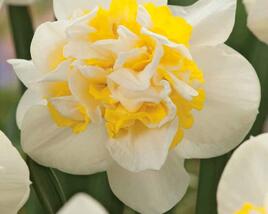 Narcis plnokvětý 'Westward'