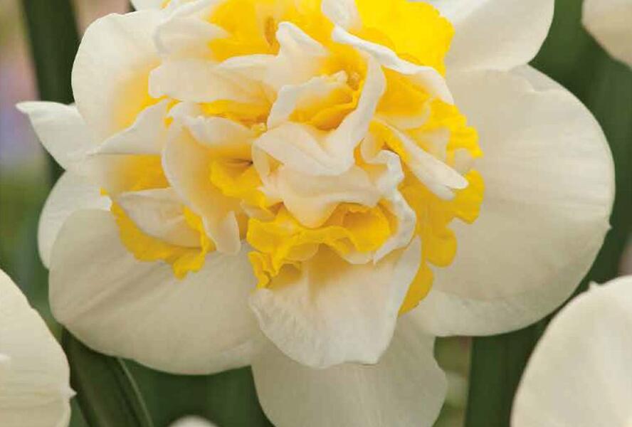 Narcis plnokvětý 'Westward' - Narcissus double 'Westward'