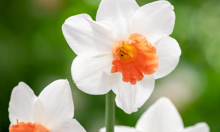Narcis 'Charming Lady' - Narcissus 'Charming Lady'