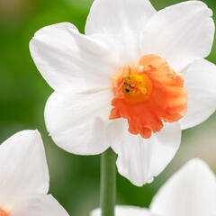 Narcis 'Charming Lady' - Narcissus 'Charming Lady'
