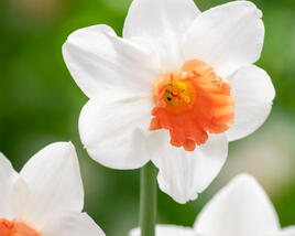 Narcis 'Charming Lady'