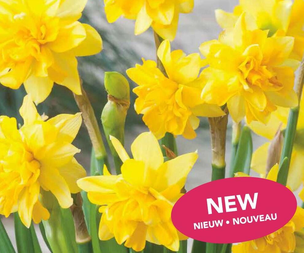Narcis 'Tete Boucle' - Narcissus 'Tete Boucle'