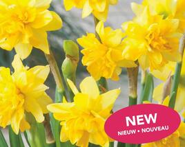 Narcis 'Tete Boucle'