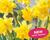 Narcis 'Tete Boucle'