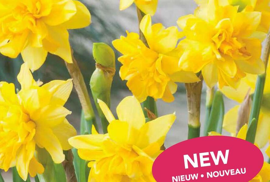 Narcis 'Tete Boucle' - Narcissus 'Tete Boucle'