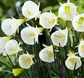 Narcis 'White Petticoat' - Narcissus bulbocodium 'White Petticoat'