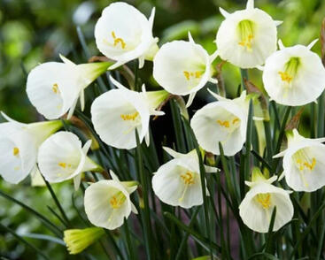 Narcis 'White Petticoat'