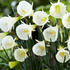 narcis-white-petticoat.jpg