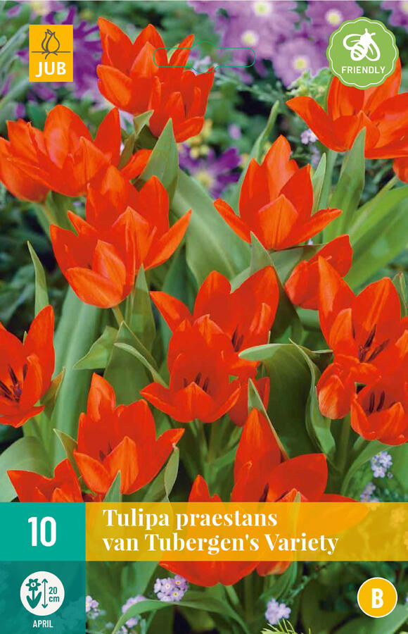 Tulipán botanický praestans 'Tubergen's Variety' - Tulipa praestans 'Tubergen's Variety'