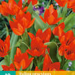 Tulipán botanický praestans 'Tubergen's Variety' - Tulipa praestans 'Tubergen's Variety'