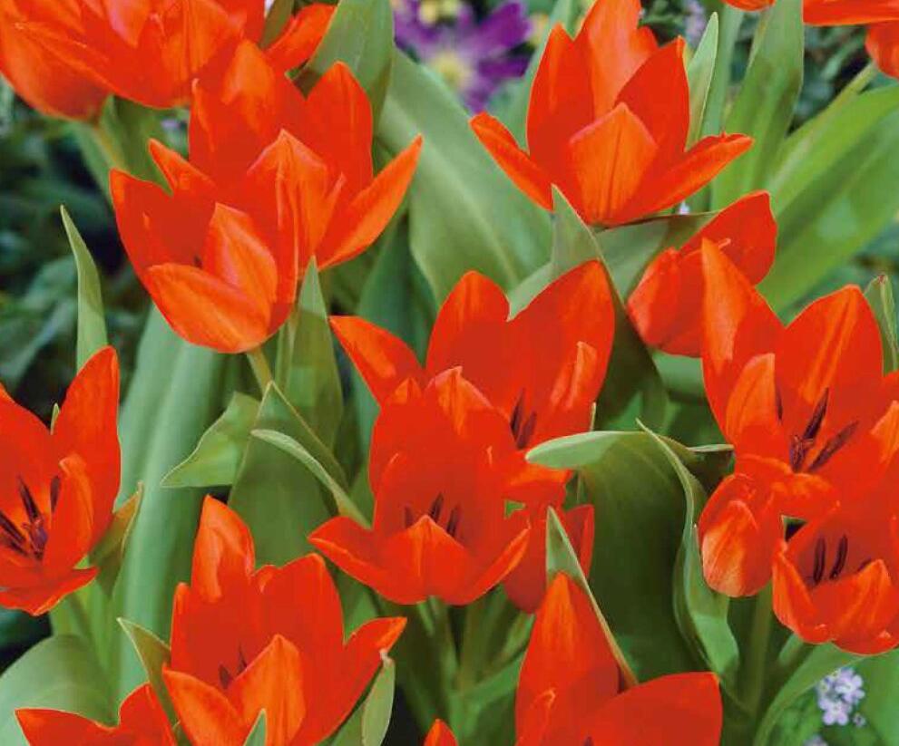 Tulipán botanický praestans 'Tubergen's Variety' - Tulipa praestans 'Tubergen's Variety'