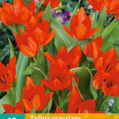 Tulipán botanický praestans 'Tubergen's Variety' - Tulipa praestans 'Tubergen's Variety'