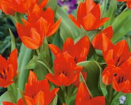 Tulipán botanický praestans 'Tubergen's Variety'