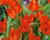 Tulipán botanický praestans 'Tubergen's Variety'